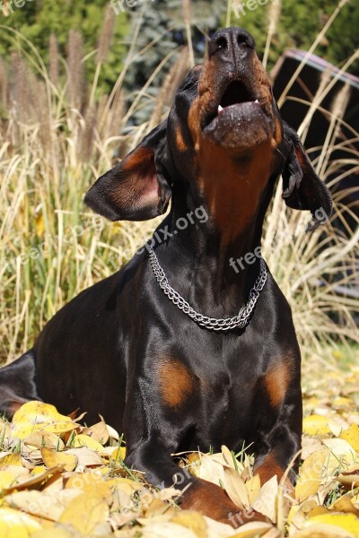 Doberman Eb Co Free Photos