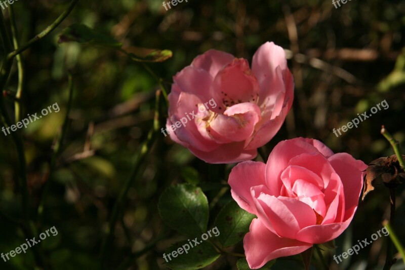 Flowers Pink Roses Romantic Bush Roses