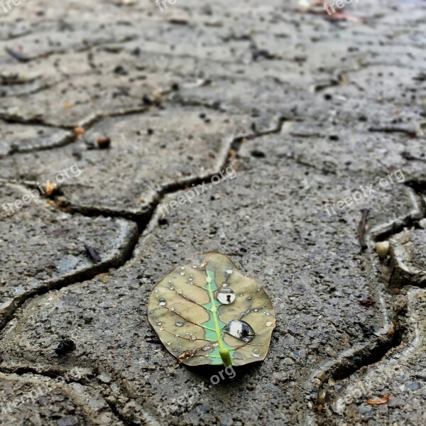 Leaf Sidewalk Parallelepiped Rain Drops