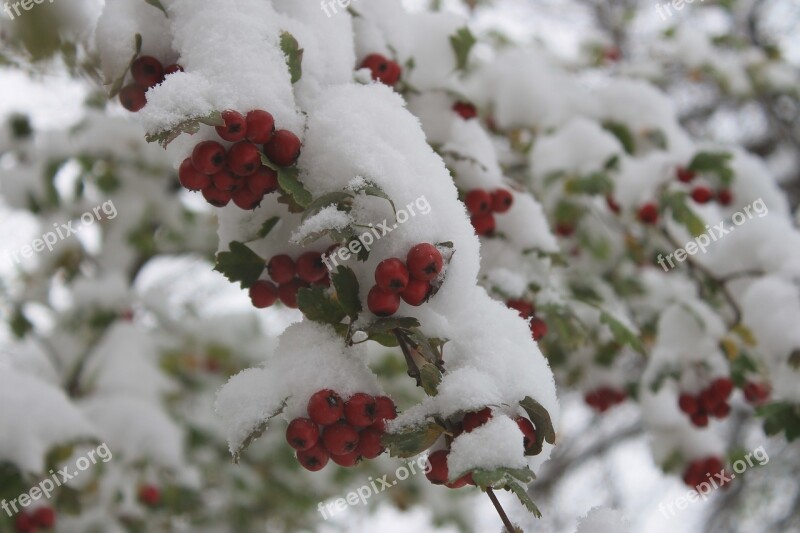 The First Snow Freezing Berry Hawthorn Plant