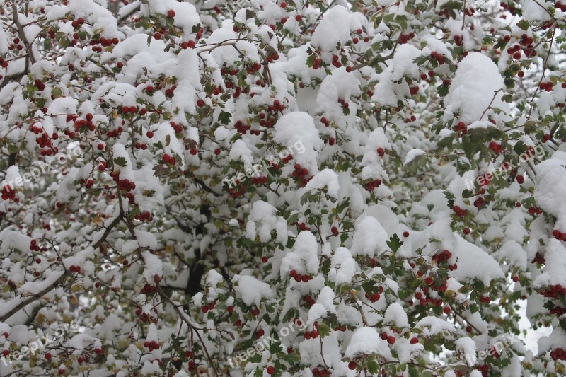 The First Snow Freezing Berry Hawthorn Plant