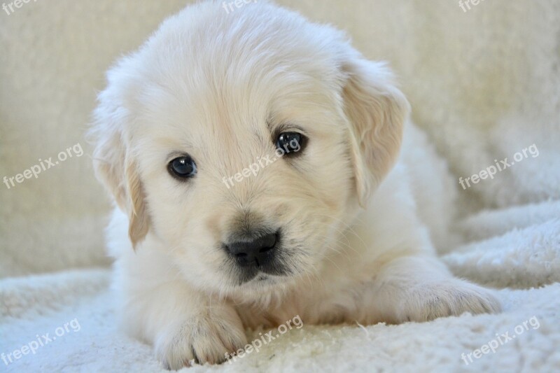 Puppy Pup Puppy Lying Down Golden Retriever Puppy Miss Grey Portrait