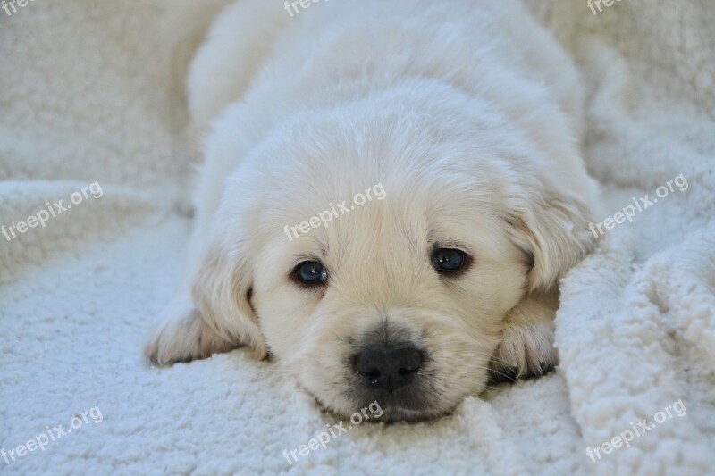 Puppy Pup Puppy Lying Down Golden Retriever Puppy Puppy Mister Dark Blue