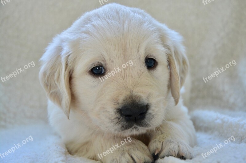 Puppy Pup Puppies Golden Retriever Puppy Dog Breed