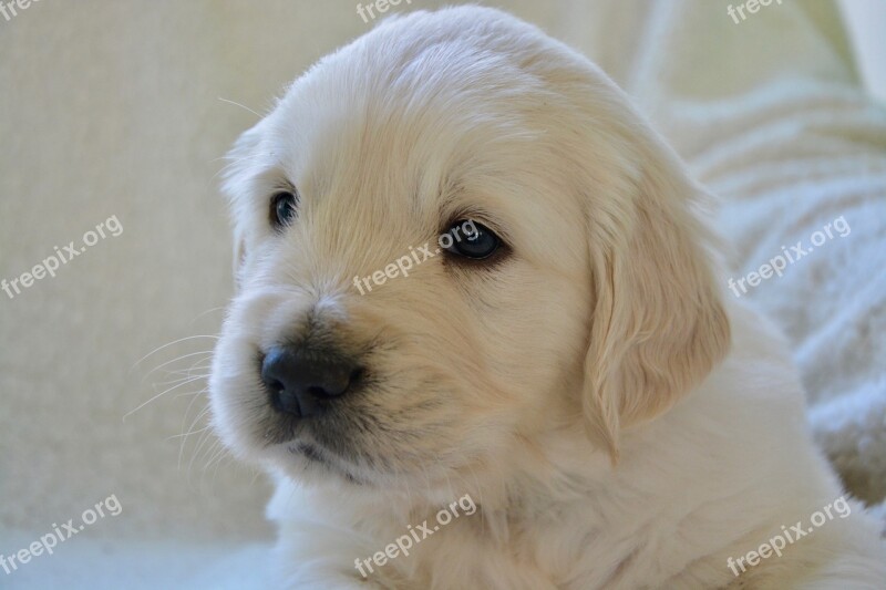 Puppy Pup Golden Retriever Puppy Dog Breed Golden Mister Green Puppy Golden