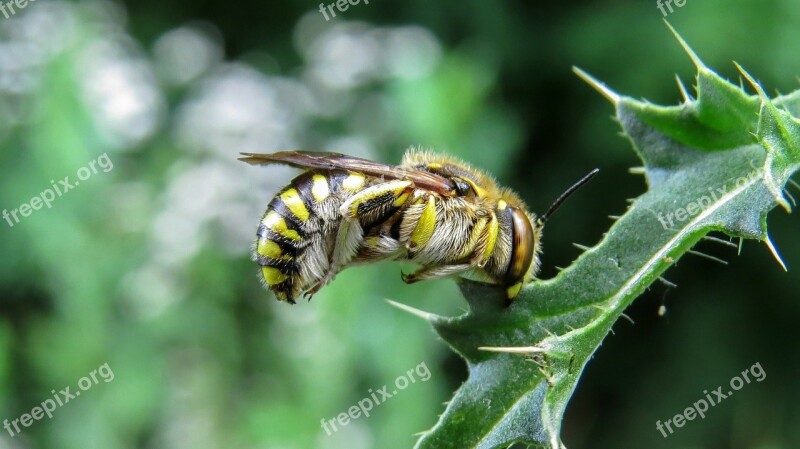 Bee Nature Macro Wild Bee Yellow