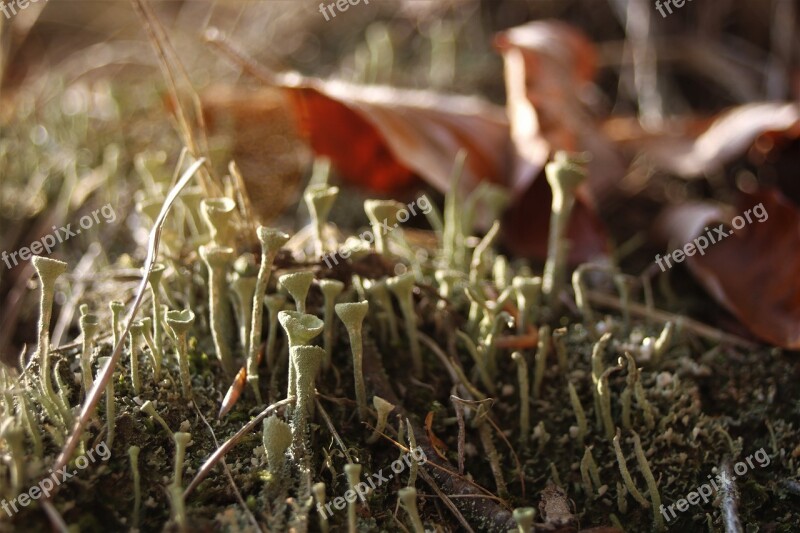 Forest Moss Foliage In The Fall Nature