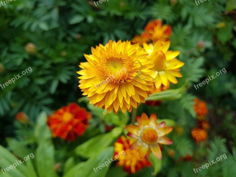 Fall Flowers Straw Flower Autumn Garden Fall Garden Free Photos