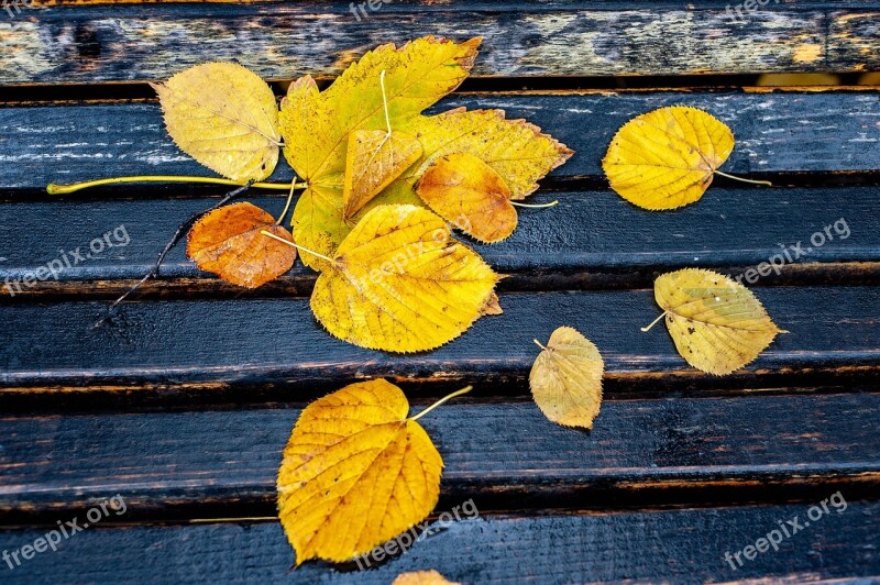 Autumn Autumn Colors Autumn Leaves Leaves Nature