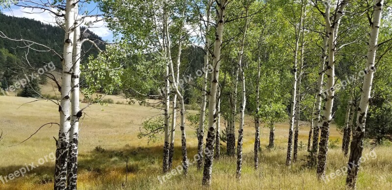 Fall Aspen Trees Scenery Woods