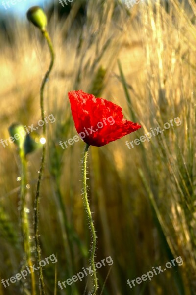 Fleur Coquelicot Fleur Rouge Free Photos