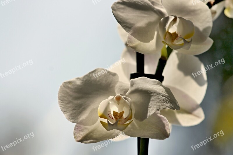 Orchid Blossom Bloom Close Up Plant