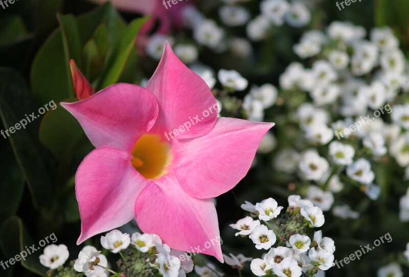 Dipladenia Mandevilla Crop Funnel Like Garden Plant