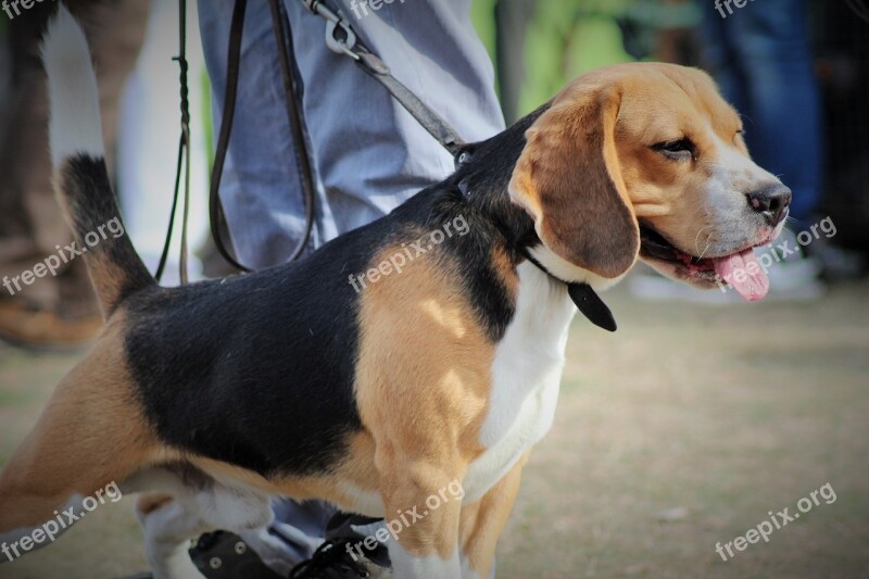 Dog Inmate A Friend Of Man Thoroughbred Animal