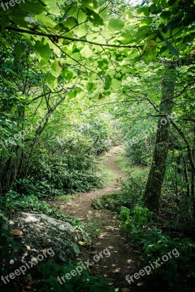 Winding Forest Path Green Trees