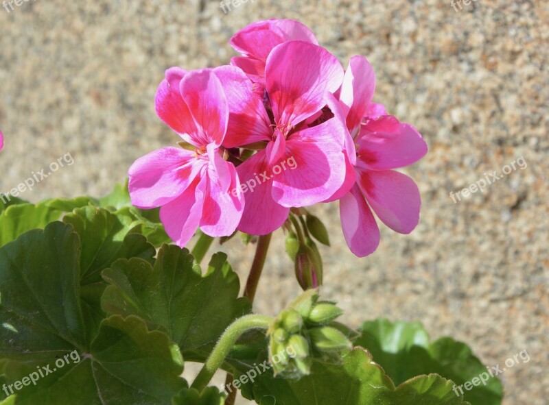 Flower Of Geranium Pink Geranium Flower Nature