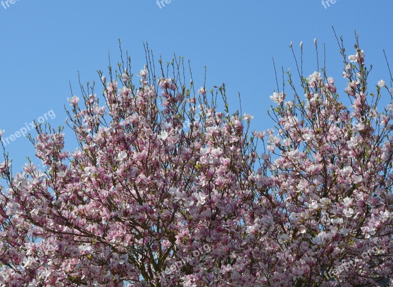 Flowers Shrub Pink Flowers Nature Garden