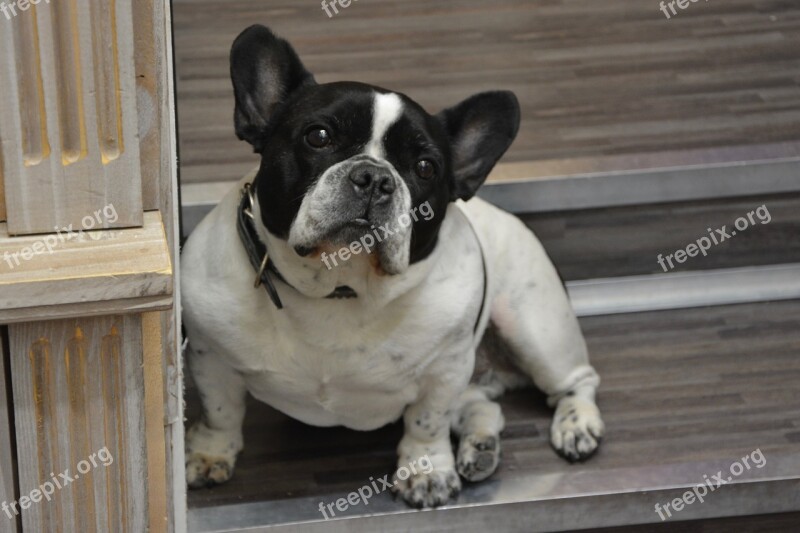 Bulldog French French Bulldog Animal Dog