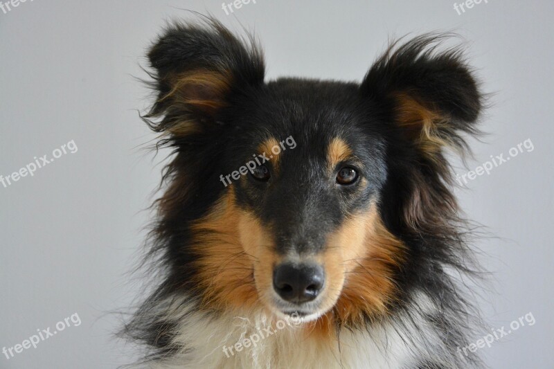 Shetland Sheepdog Portrait Tricolor Domestic Animal Head