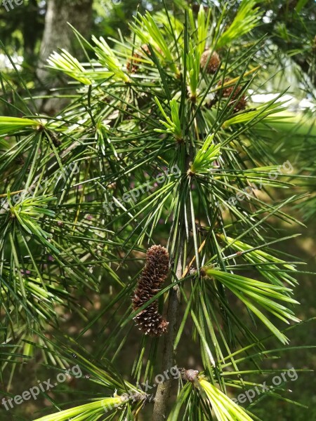 Cedar Material Plant Green Leaf Pine Needles