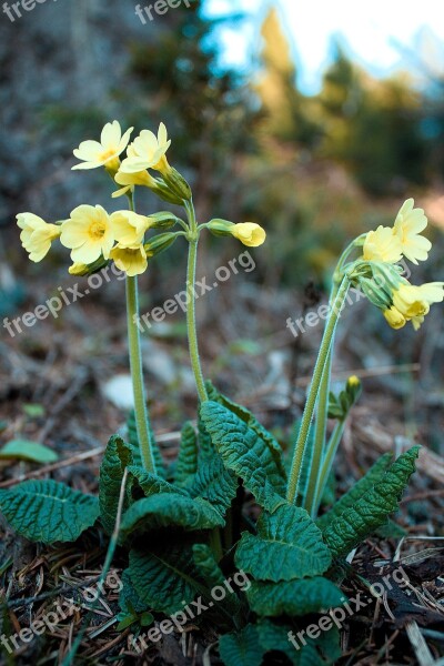 Spring Nature Primrose Free Photos