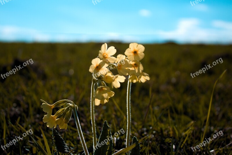 Spring Nature Primrose Free Photos