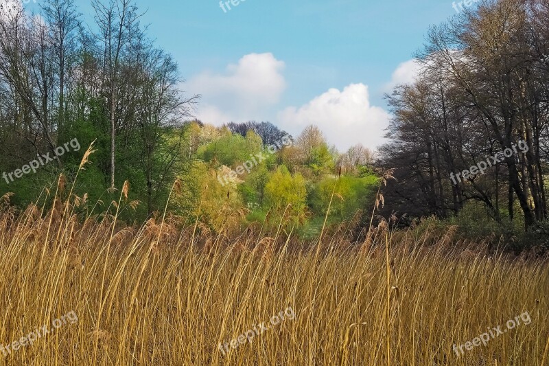 Forest Landscape Bach Glade Trees