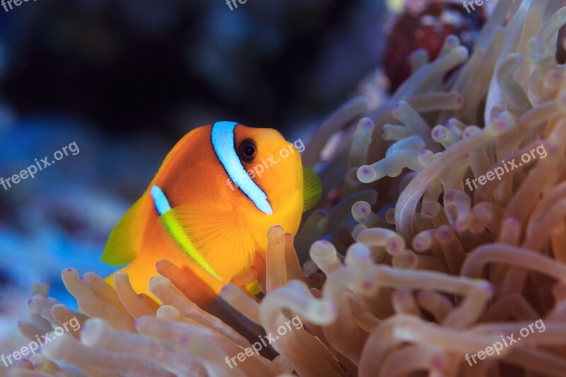 Clown Fish Nemo Water Sea Animal Meeresbewohner