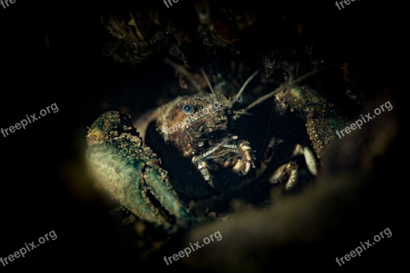 Cancer Diving Underwater Macro Photography Shellfish