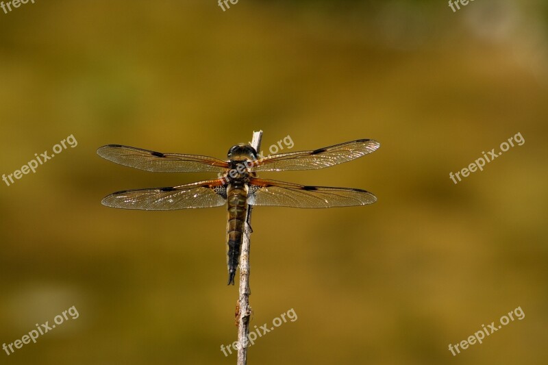 Dragonfly Insect Wing Flight Insect Free Photos