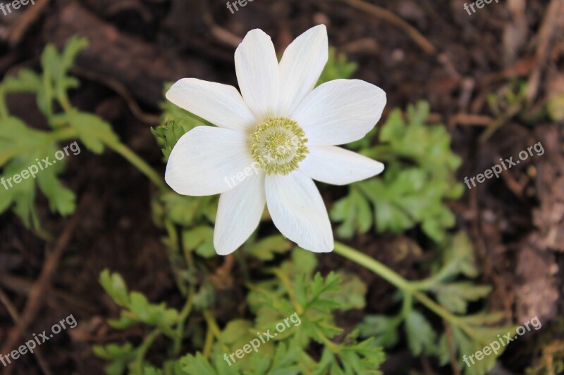 Anemone Flower White Perennial In Flower