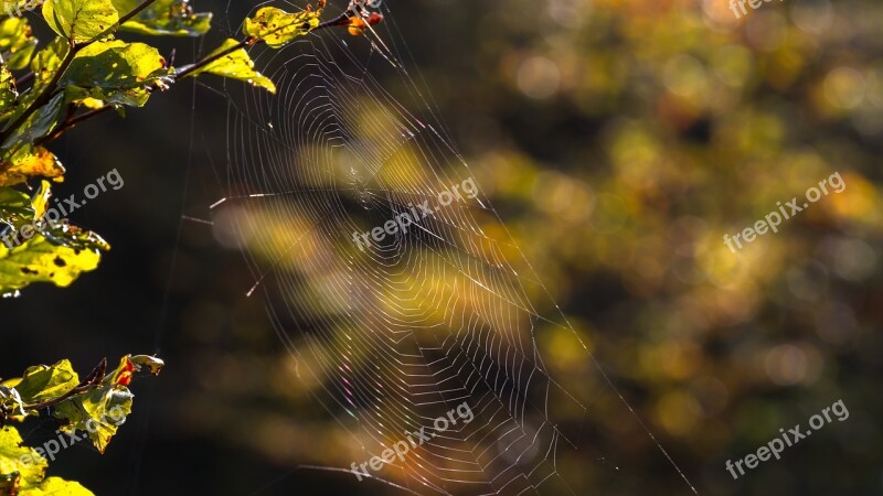 Cobweb Web Lichtspiel Free Photos