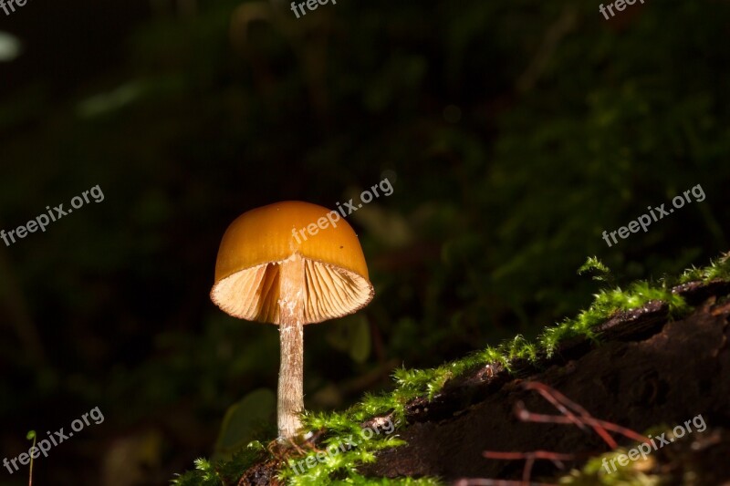 Mushroom Small Mushroom Sponge Free Photos