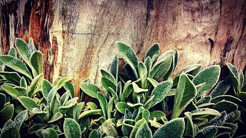 Forest Tree Plants Leaves Greens