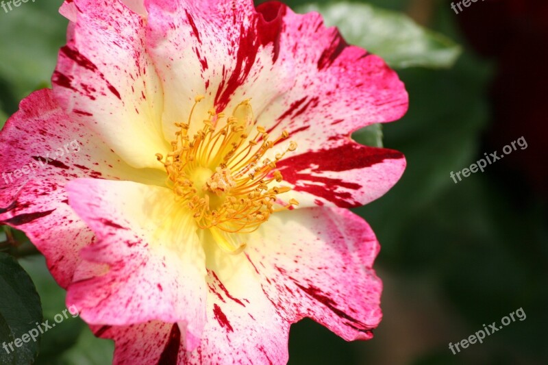 Flower Pink Flora Nature Plant