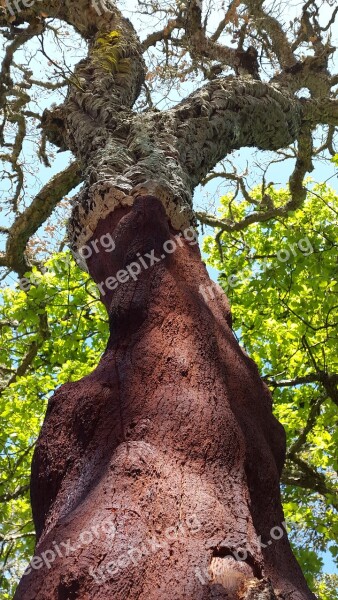 Cork Oak Deciduous Tree Quercus Suber Mediterranean Sardinia