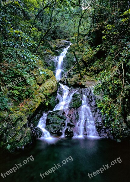 A Small Waterfall From The Forest Moss Ferns Yakushima Island