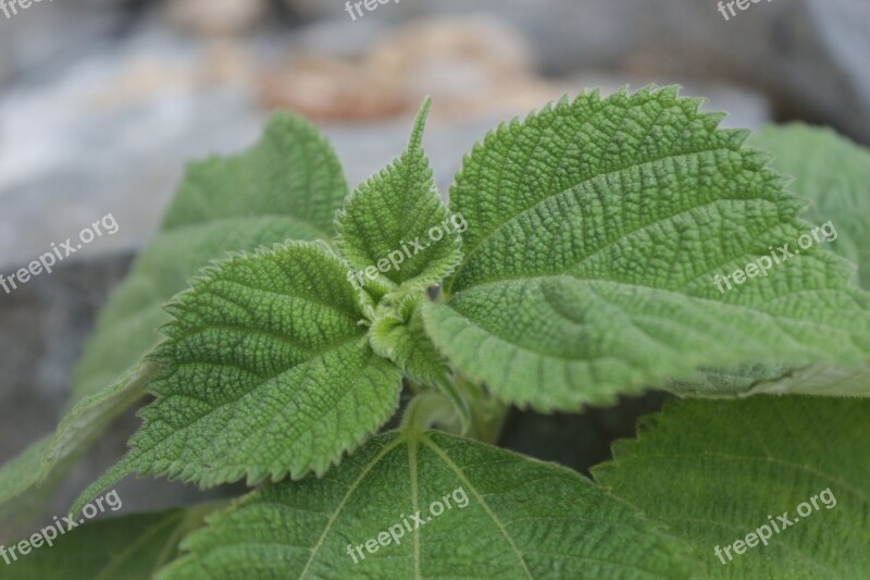 Leaves Leaf Sesame Free Photos