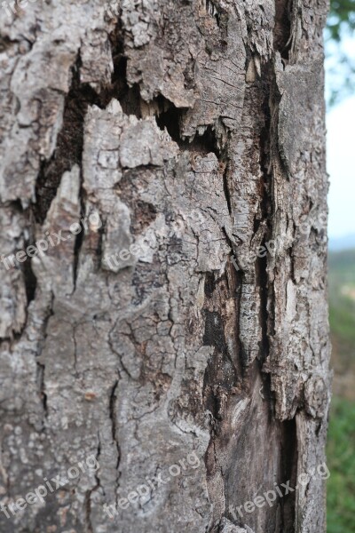 Wood Aperture Cracking Nature Plants