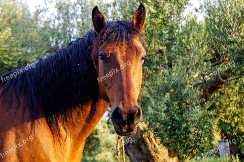 Horse Portrait Head Pride Stallion