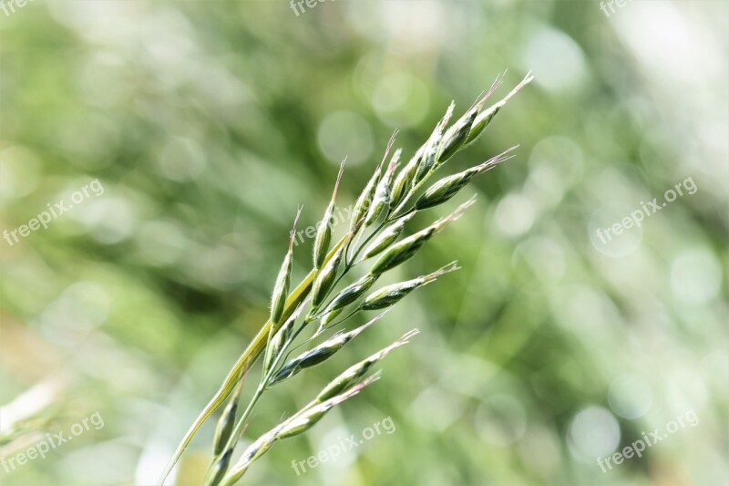 Grass Blade Of Grass Meadow Grasses Close Up