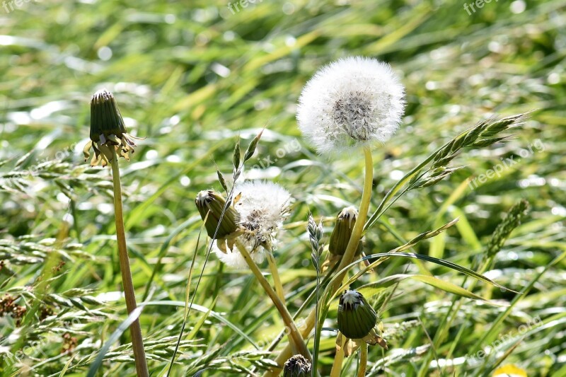 Meadow Dandelion Spring Pointed Flower White