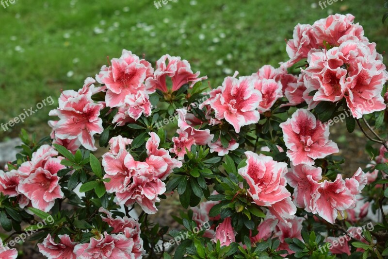 Spring Flowers Nature Pink Flower Flower