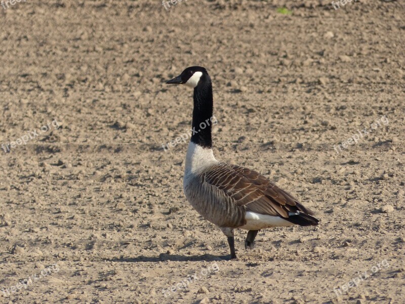 Goose Canada Goose Bird Animal Wild Goose