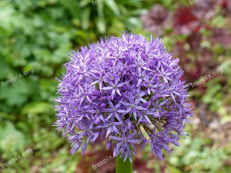 Spring Ornamental Onion Flower Allium Blossom