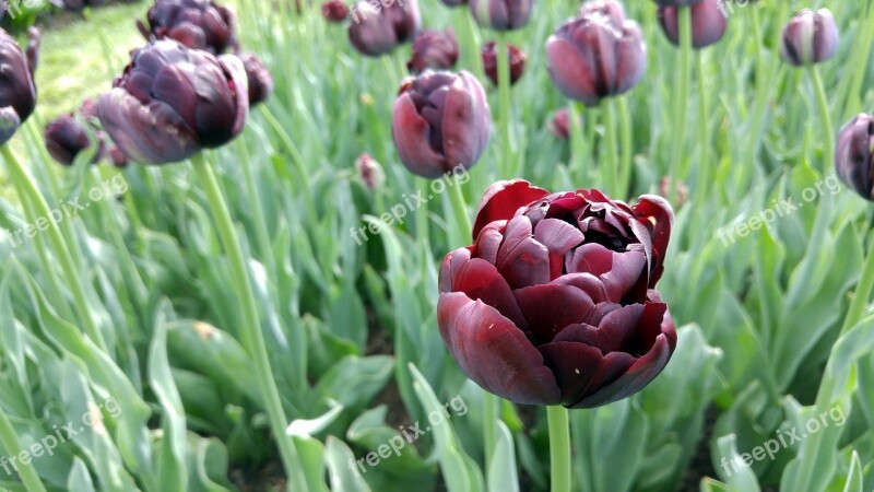 Flowers Gardens Spring Floral Blossom