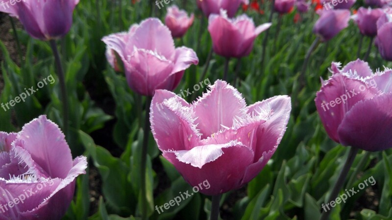 Flowers Tulips Gardens Spring Floral