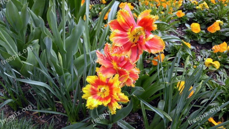 Flowers Gardens Spring Floral Blossom