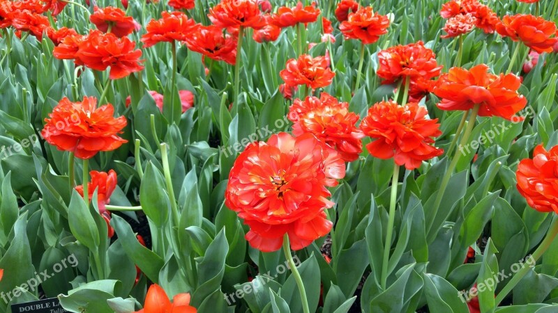 Flowers Gardens Spring Floral Blossom