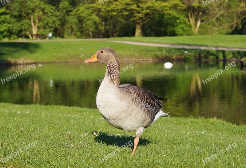 Bird Goose Wild Goose Poultry Animal